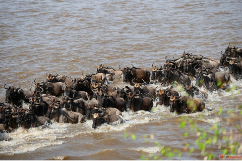 Detailed guide to maasai mara national reserve its wildife and the Maasai Tribe