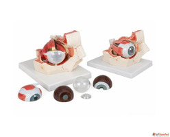 Buy Human Eye Anatomical Models Premium Quality