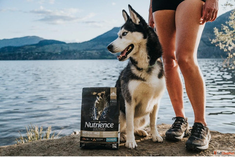 Dog Food for Large and Small Breed Dogs