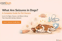 What Are Seizures in Dogs Complete Guide for Pet Owners
