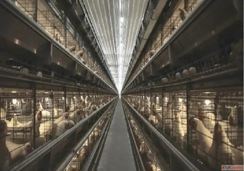 High-Quality Breeder Cages for Poultry Gartech India