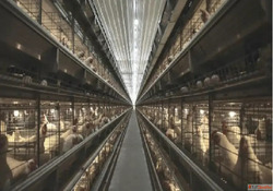 High-Quality Breeder Cages for Poultry Gartech India