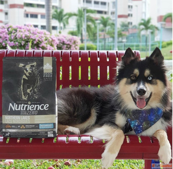 Dog Food for Large Breed Dogs