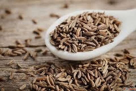 Cumin Seeds Suppliers in Gujarat