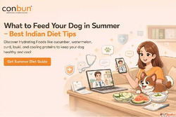 What to Feed Your Dog in Summer - Best Indian Diet Tips