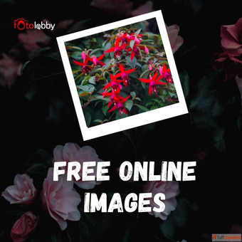 Free Online Images