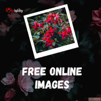 Free Online Images