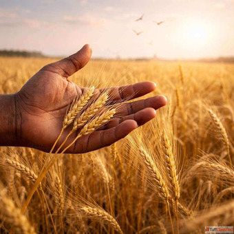 Wheat Suppliers in Haryana