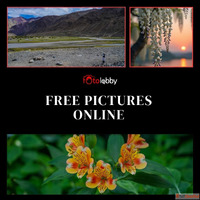 Free Pictures Online