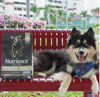 Not All Dog Food Is Same - Choose What Matters