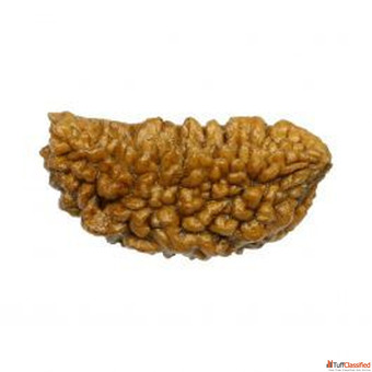 1 Mukhi Rudraksha Rashi Ratan Bhagya