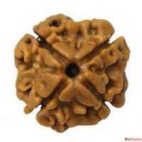 Char Mukhi Rudraksha Rashi Ratan Bhagya