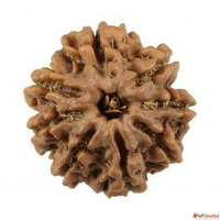 8 Mukhi Rudraksha Rashi Ratan Bhagya