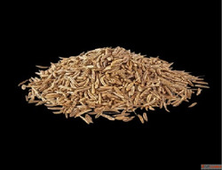 cumin seeds suppliers in india - bulk
