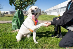 Get Your Dog Fully Trained in Goa with GlamPetz