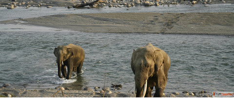 Why is Phato Zone Becoming the First Choice for Jungle Lovers in Corbett