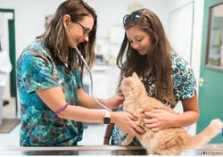 Top Veterinary Pharma Franchise in India