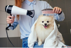 Complete Pet Grooming Services in Secunderabad