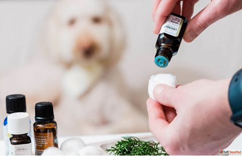 Best Pet Aromatherapy Service in Secunderabad Relax Your Dog and Cat at GlamPetz