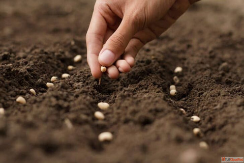 Buy Premium Seeds Online from Dhartibeej for Successful Farming