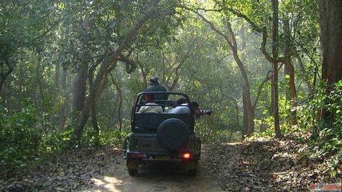 Why Bijrani Zone Corbett National Park Is One of India's Top Safaris