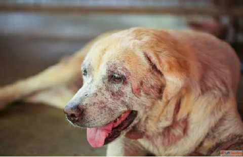 Say Goodbye to Itching Best Treatment for Pet Allergies Infections