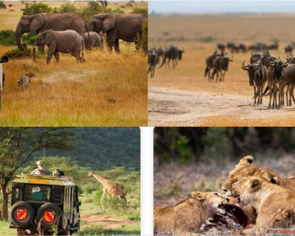Kenya Safari Tour Packages - Flexigo Way Private Limited