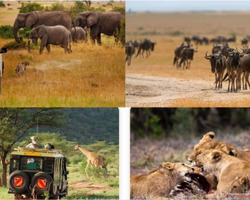 Kenya Safari Tour Packages - Flexigo Way Private Limited