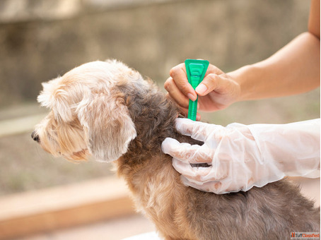 Safe Effective Dog Tick Treatment in Secunderabad - Protect Your Pet Today