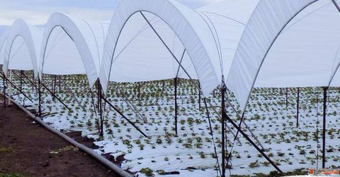 Agricultural Mulch Film Manufacturers for High Yield Farming GreenPro Ventures