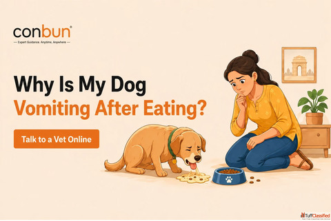 Why Is My Dog Vomiting After Eating