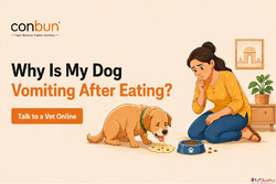 Why Is My Dog Vomiting After Eating