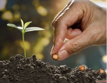 Trusted Source for Premium Agricultural Seeds Fertilizers Pesticides