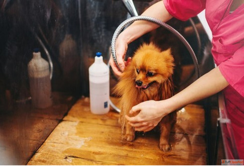 Expert Pet Hair Clipping in Secunderabad - Keep Your Pet Happy