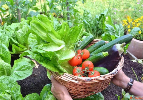 Creative Terrace Vegetable Garden Ideas in India for Fresh Homegrown Food