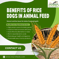 Benefits of rice ddgs in animal feed