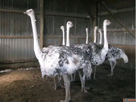 Fresh Ostrich Eggs Chicks