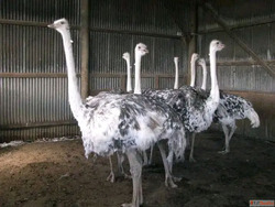 Fresh Ostrich Eggs Chicks