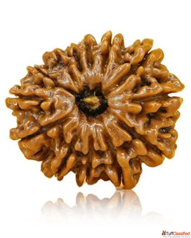 Natural Rudraksha for Spiritual Calm Buyers Hurry