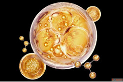 The PDRN Engine Advanced Biological Skincare Science