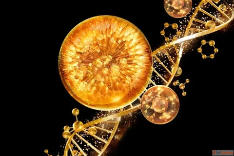 Biomimetic Peptides The Cellular Language of Skin Rejuvenation Aakaar