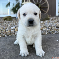 We have labrodor puppies available