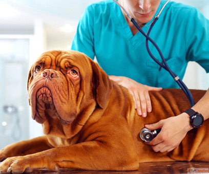 Top Veterinary PCD Franchise in India