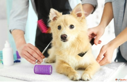 Pet Health Grooming in HITEC City
