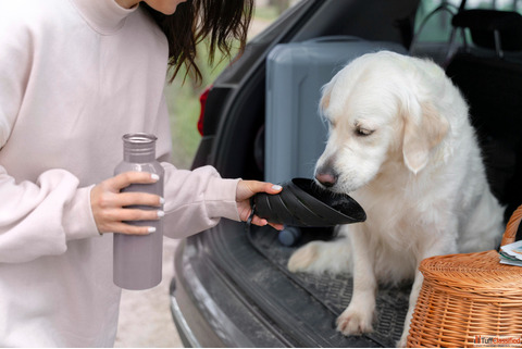 Dog Homeopathic Medicine for Anxiety Allergies and Pain Relief