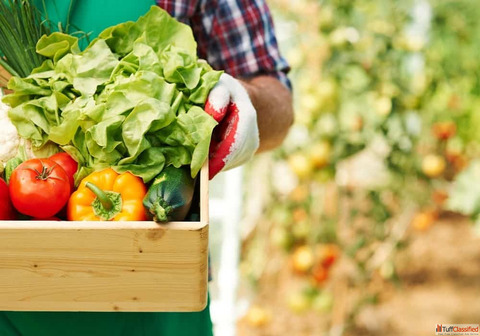 Best Plants for Kitchen Garden in India for Fresh Home Harvests