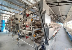 High-Performance Layer Cage Systems for Modern Poultry Farms