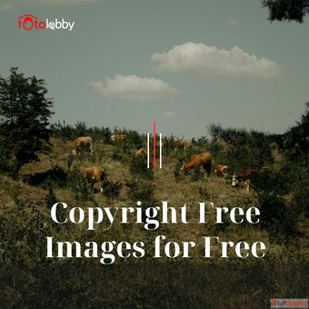 Copyright Free Images for Free