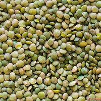 Best Pulses Suppliers in India - Chokadi Brokers
