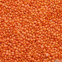 Bulk Pulses Suppliers in India Chokadi Brokers